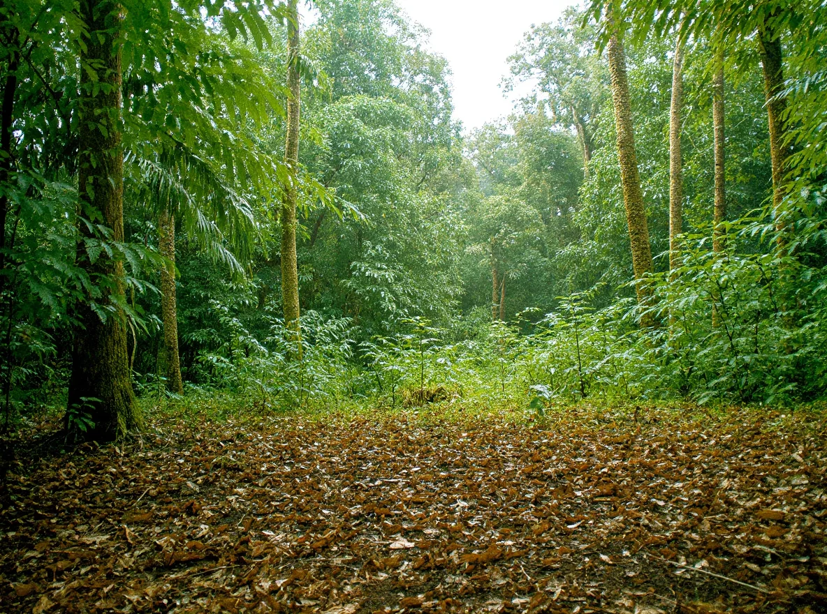 Forêt tropicale humide de basse altitude