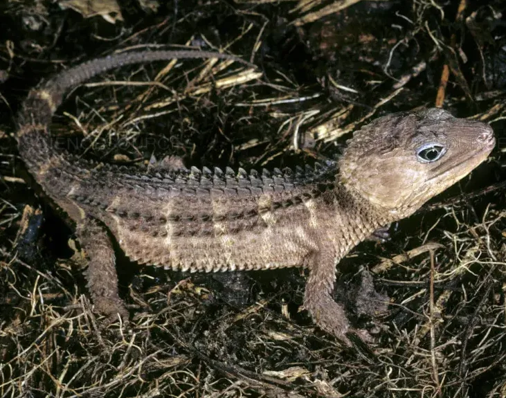 Tribolonotus novaeguineae sur la litière