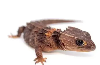 Tribolonotus novaeguineae de profil